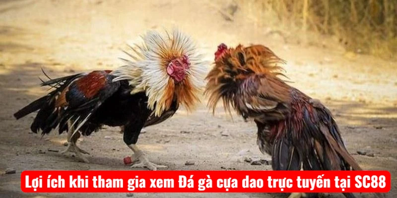 Lợi ích khi tham gia xem Đá gà cựa dao trực tuyến tại SC88