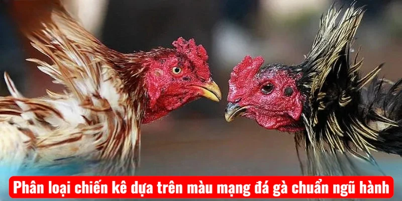 Phân loại chiến kê dựa trên màu mạng đá gà chuẩn ngũ hành
